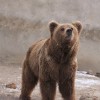 bear_zoo