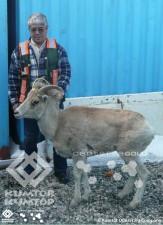 Employees of Kumtor mine site saved the argali