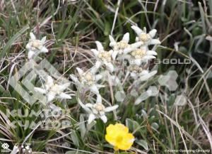 Edelweiss in the mine Kumtor