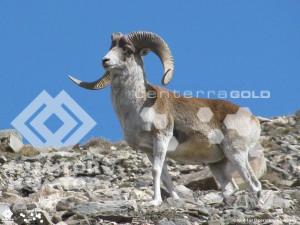 Argali