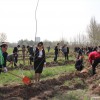 Посадка деревьев в парке Ата-Тюрк
