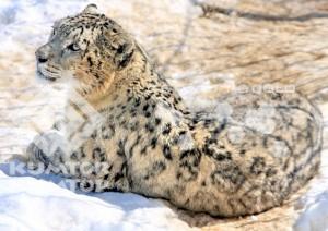 Kumtor welcomes Global Snow Leopard Conservation Forum in Kyrgyz Republic | Photo by Vlad Ushakov